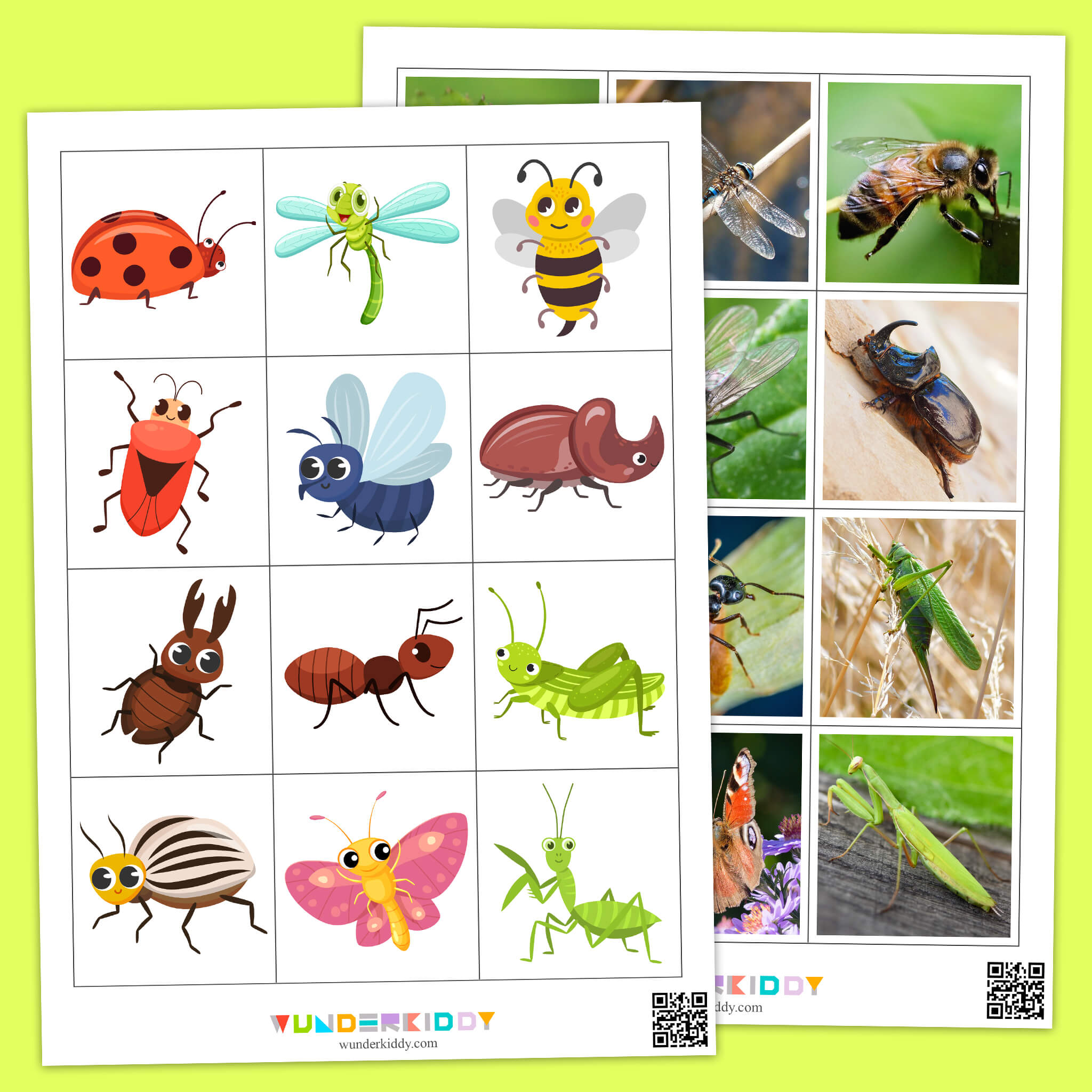 Insects Illustration and Photography Matching Game