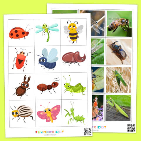 Insects Illustration and Photography Matching Game - Image 2