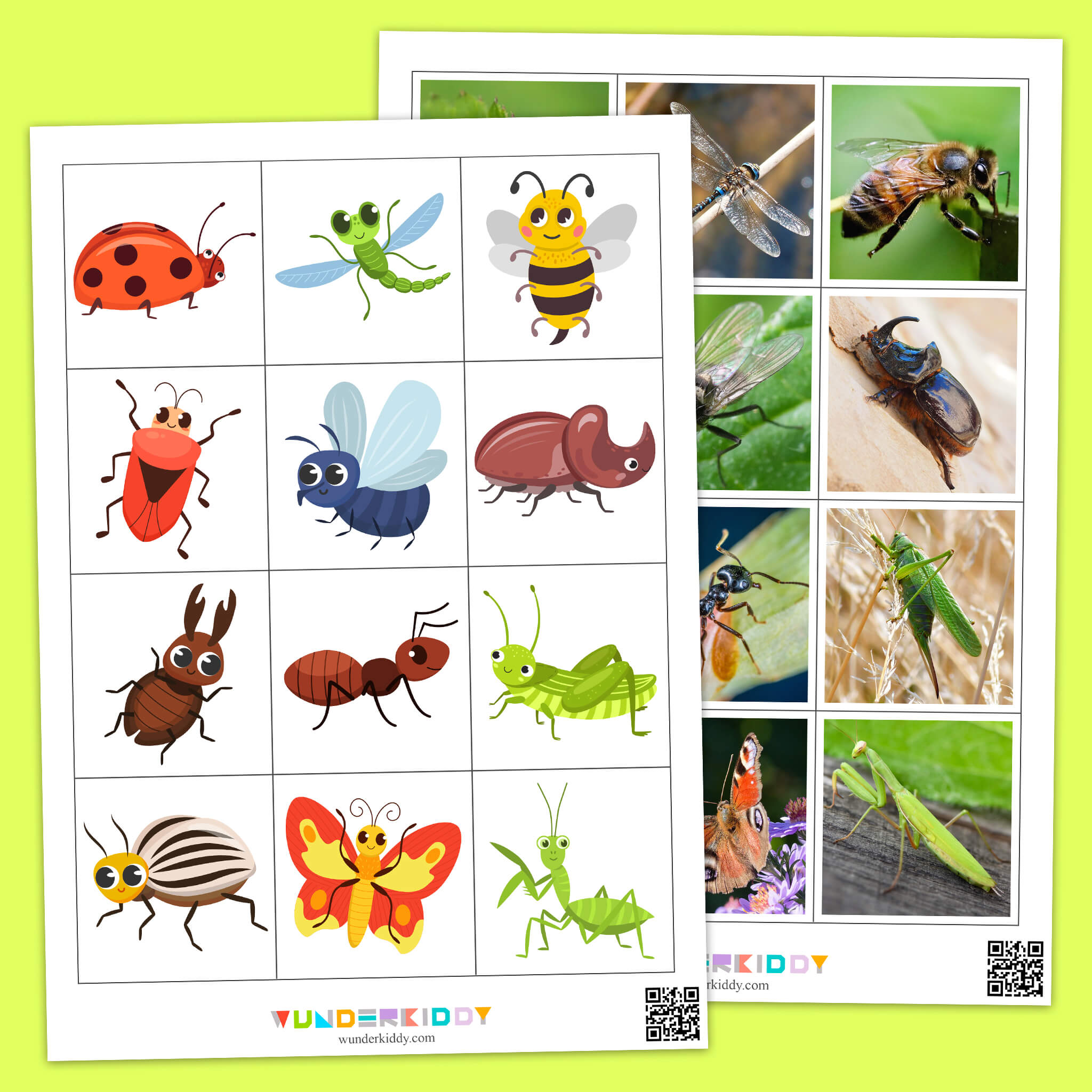 Insects Illustration and Photography Matching Game