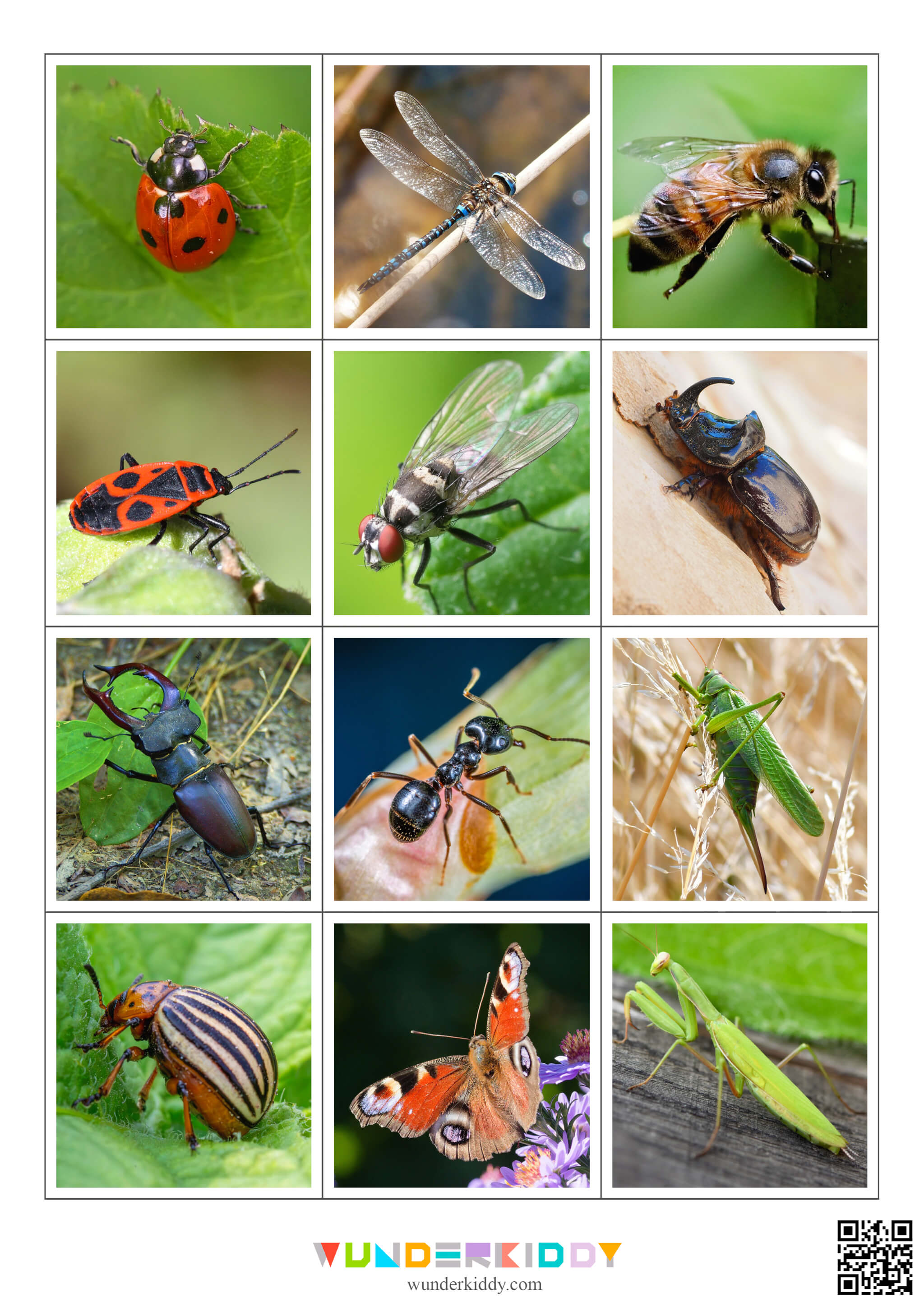 Insects Illustration and Photography Matching Game - Image 3
