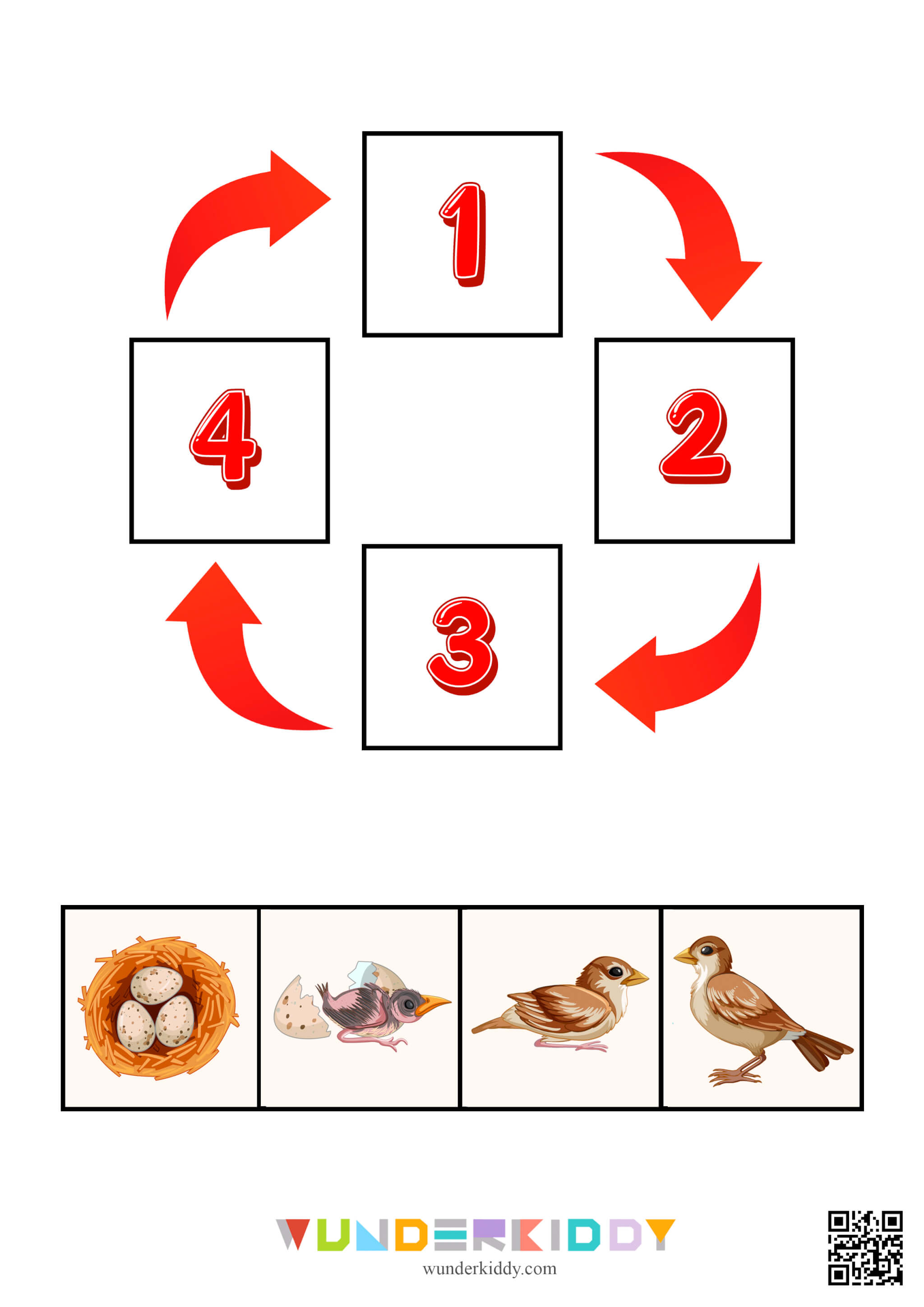 Science Activity Animals and Plants Life Cycle - Image 2